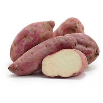 PURPLE SWEET POTATO