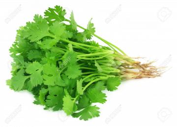 CORIANDER SINGLE
