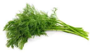 DILL (SINGLE)