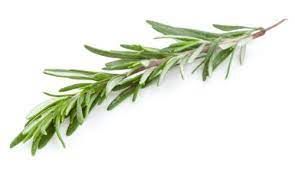 ROSEMARY SPRING