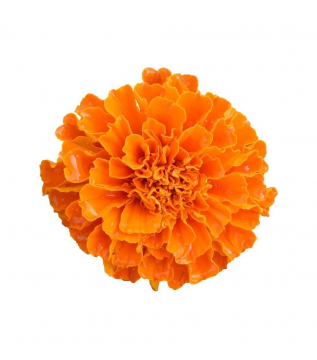 MARIGOLD FLOWERS PACK