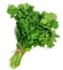  CORIANDER BIG BUNCH