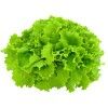 GREEN CORAL LEAVES